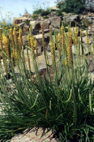 Plantago maritima